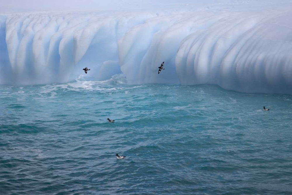 South Georgia Island Cape petrels by iceberg